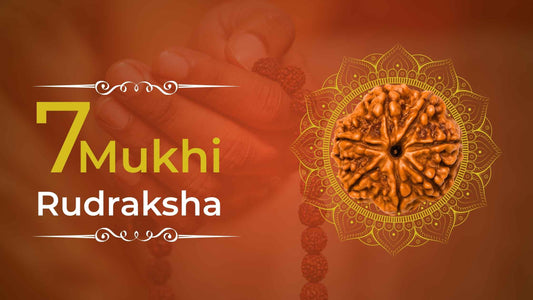 7 Mukhi Rudraksha Bead