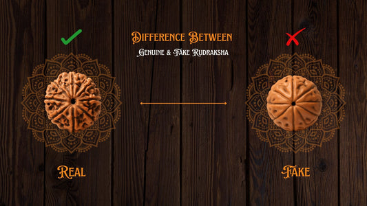 Difference Between Genuine & Fake Rudraksha
