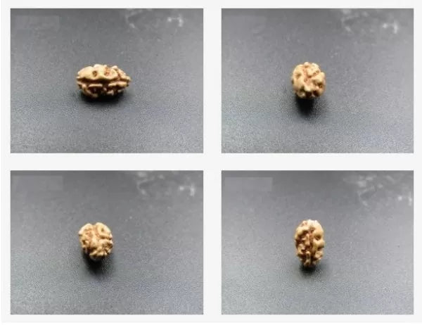 Buy 1 Mukhi Rudraksha Indonesia