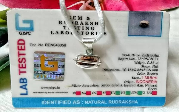 1 Mukhi Rudraksha Indonesia 10 mm