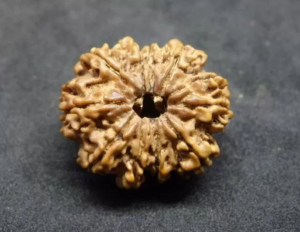 Lab Certified 10 Mukhi Rudraksha Nepal