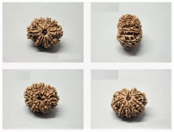 10 Mukhi Rudraksha Online
