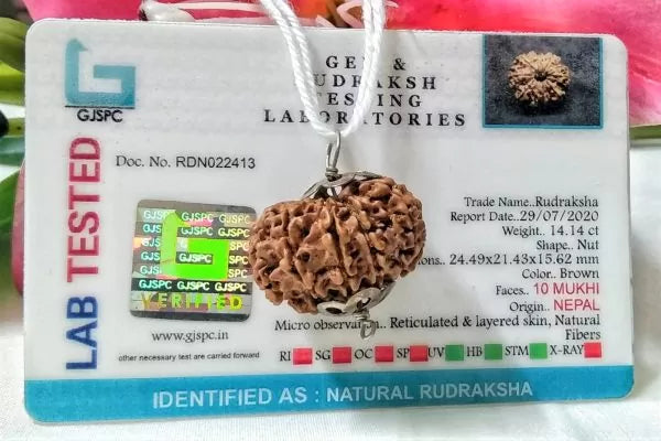 10 Mukhi Rudraksha Beads Online