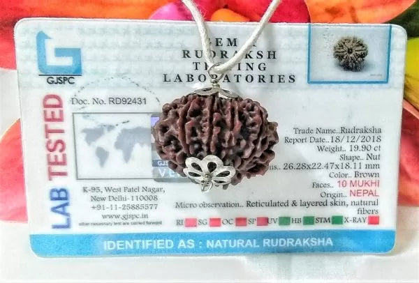 Buy 10 Mukhi Rudraksha Beads Online