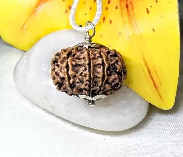 10 Mukhi Rudraksha Nepal 25 mm