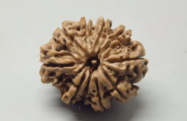 Buy 10 Mukhi Rudraksha Beads Nepal