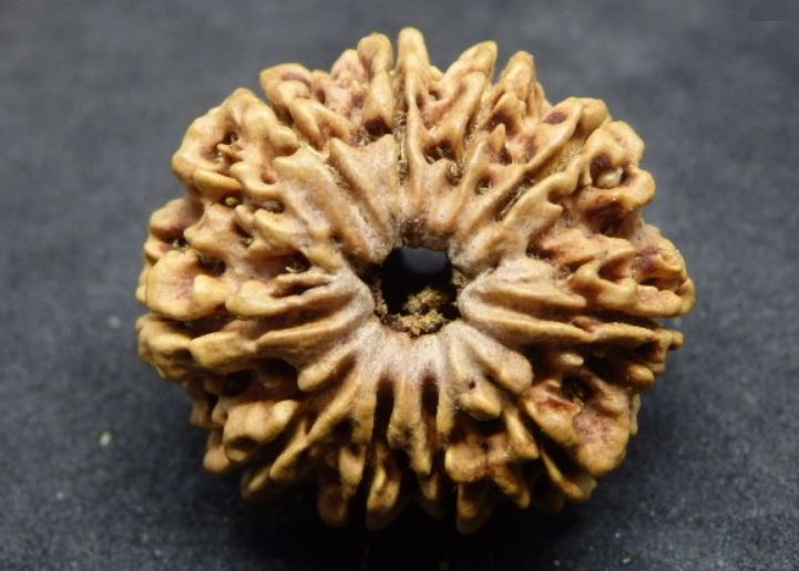 Buy Genuine 10 Mukhi Rudraksha Nepal