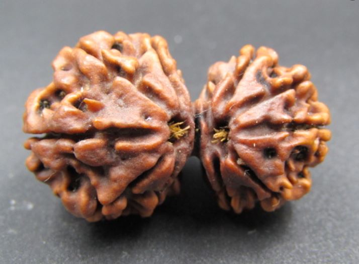 10 Mukhi Gaurishankar Rudraksha Nepal 33 mm