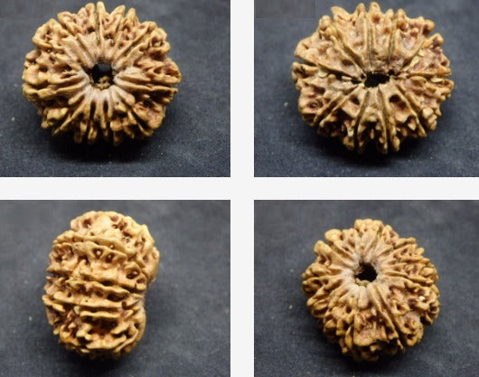 10 Mukhi Rudraksha Online