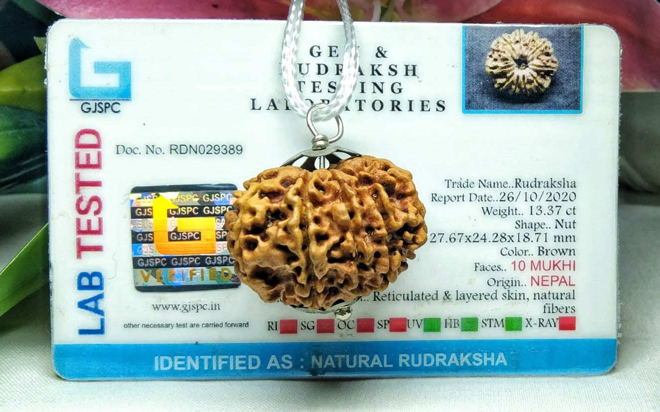 10 Mukhi Rudraksha Beads