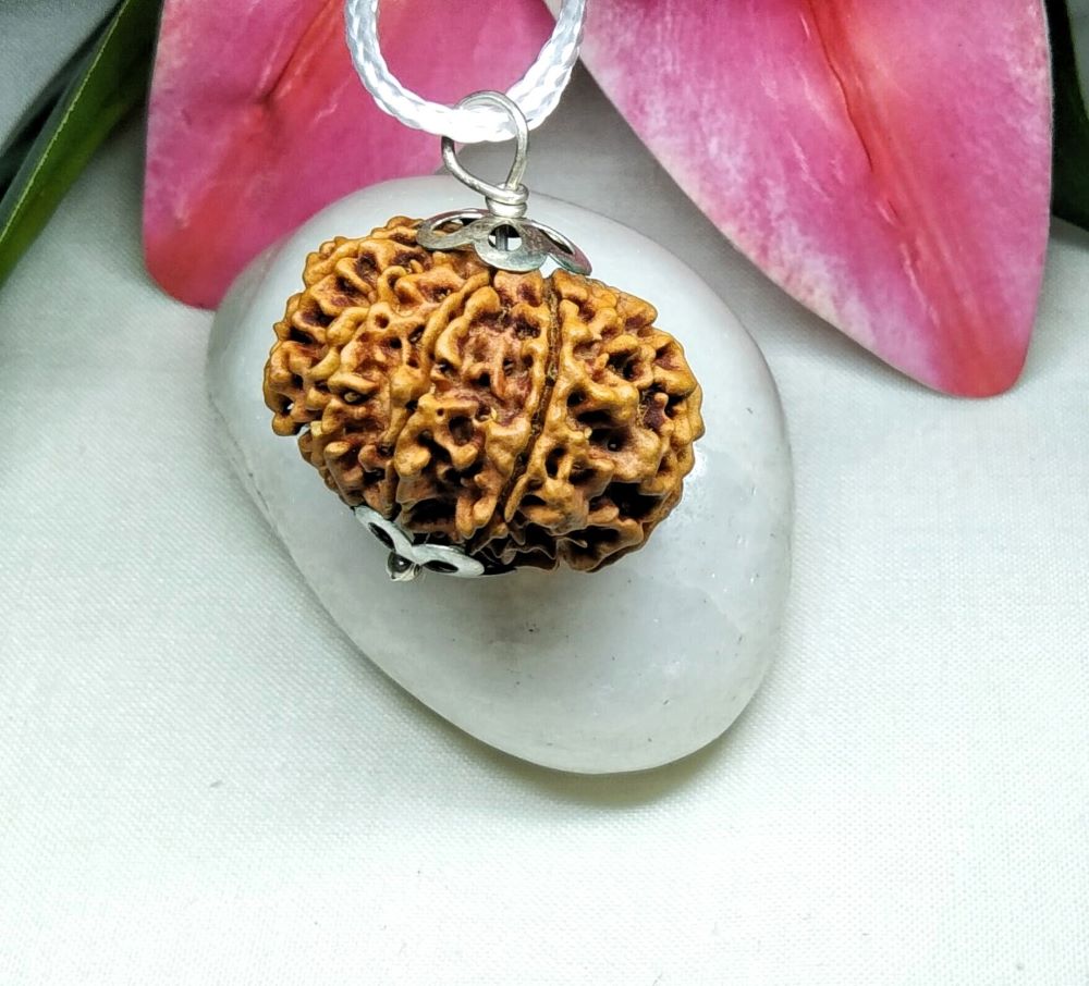 10 Mukhi Rudraksha Nepal 27 mm