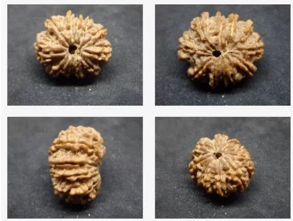 Buy 11 Mukhi Rudraksha Online
