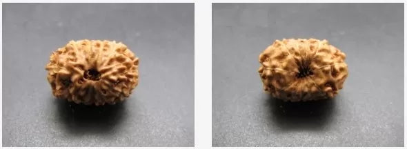 Buy 11 Mukhi Rudraksha