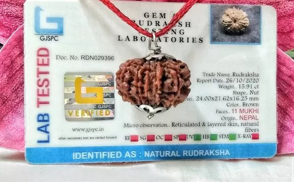 Buy 11 Mukhi Rudraksha Nepal 24 mm