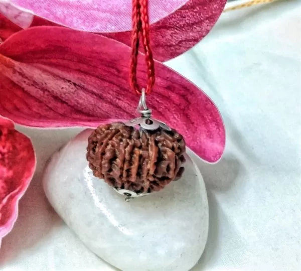 11 Mukhi Rudraksha Nepal 24 mm