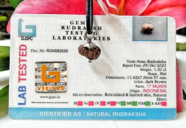 17 Mukhi Rudraksha Indonesia 11 mm