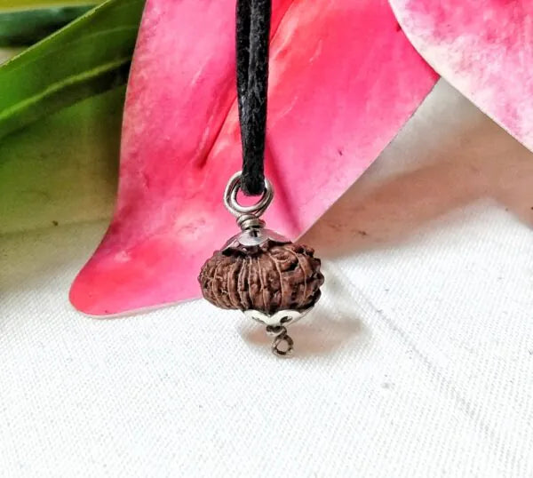 17 Mukhi Rudraksha Indonesia 11 mm