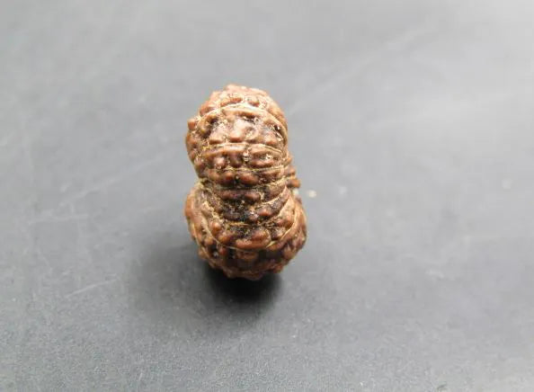 17 Mukhi Rudraksha Indonesia 11 mm