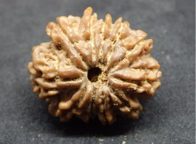 Lab Certified 11 Mukhi Rudraksha Nepal