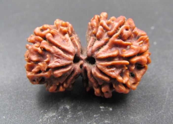 11 Mukhi Gaurishankar Rudraksha Nepal 30 mm