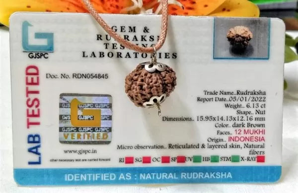 Buy 12 Mukhi Rudraksha Indonesia Online