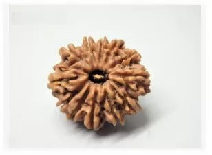 Buy 12 Mukhi Rudraksha Nepal Online