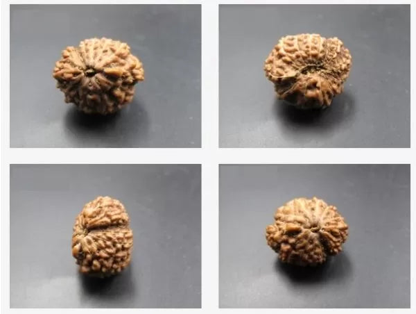 Buy 12 Mukhi Rudraksha Online