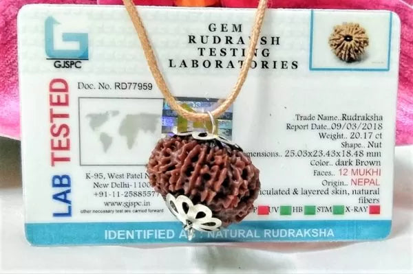 12 Mukhi Nepali Rudraksha Online
