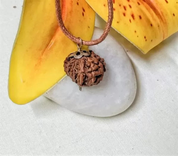 12 Mukhi Rudraksha Indonesia