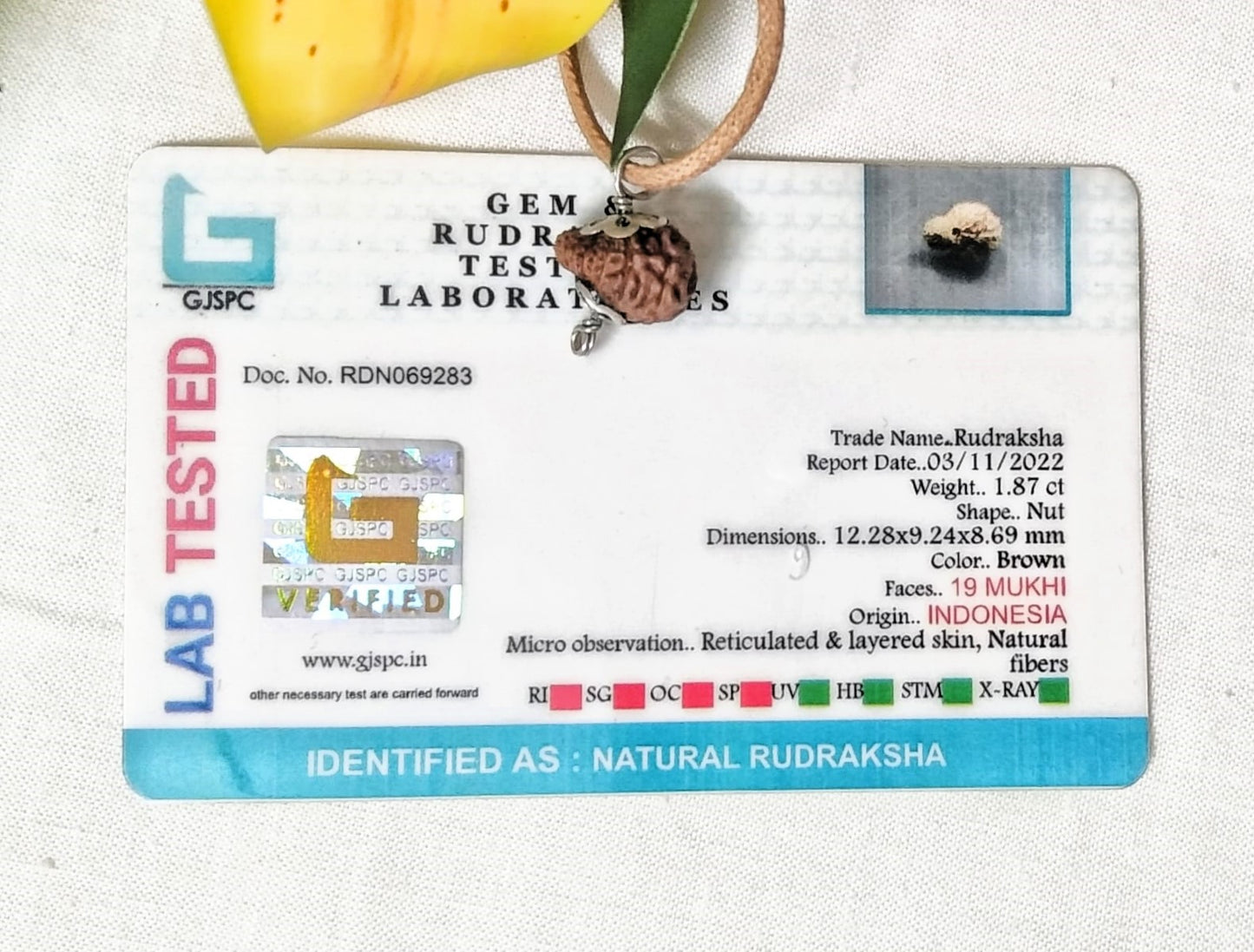 19 Mukhi Rudraksha Indonesia 12 mm