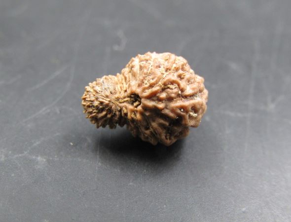 19 Mukhi Rudraksha Indonesia 12 mm