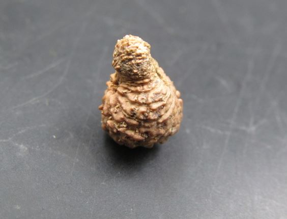 19 Mukhi Rudraksha Indonesia 12 mm