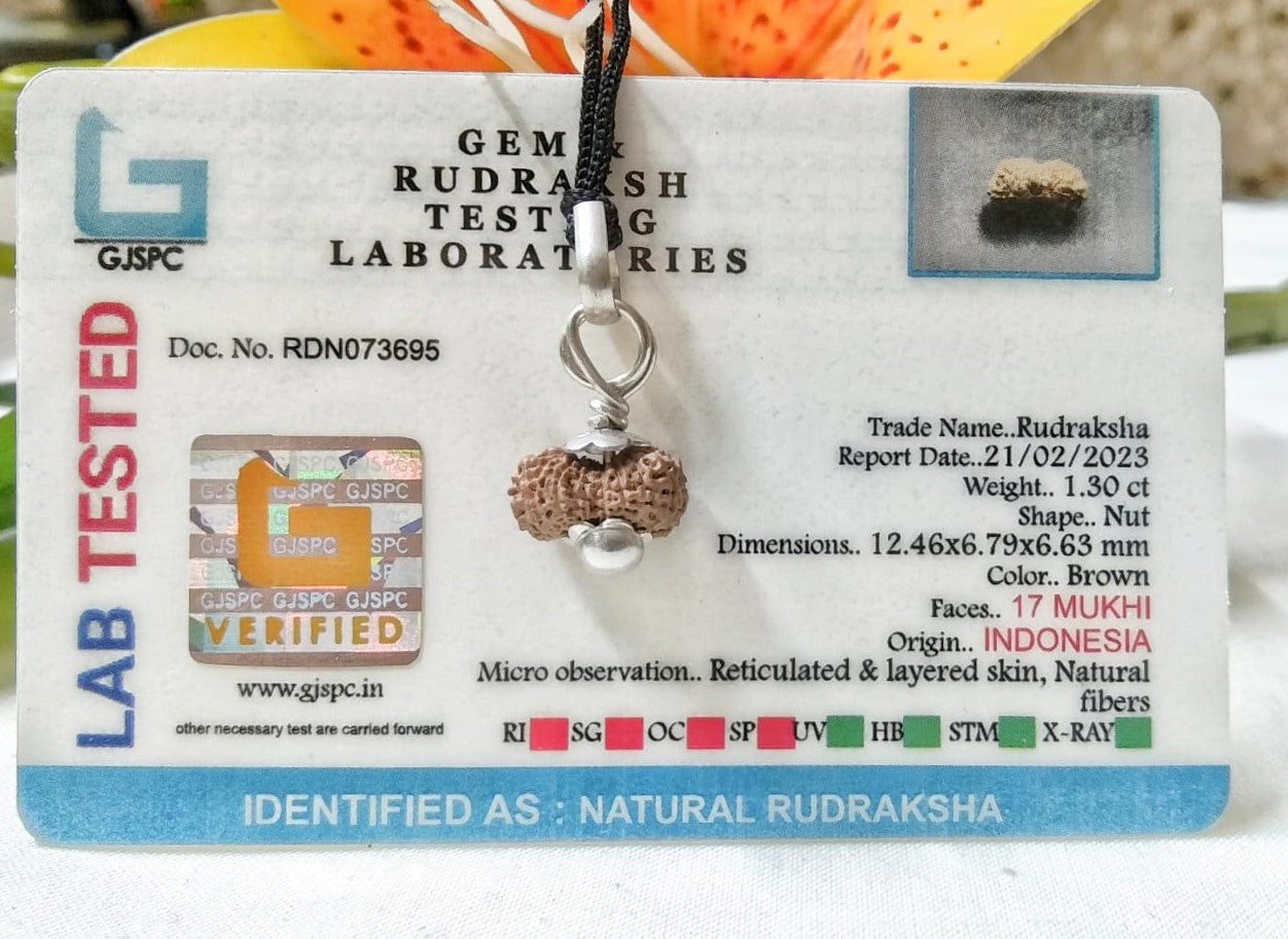 17 Mukhi Rudraksha Indonesia 12 mm