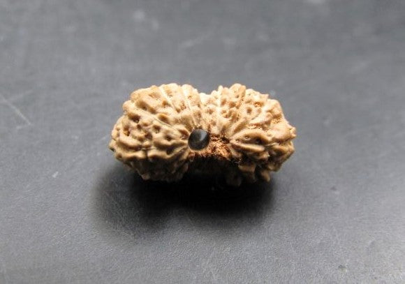 17 Mukhi Rudraksha Indonesia 12 mm