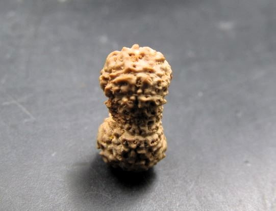 17 Mukhi Rudraksha Indonesia 12 mm