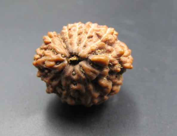 Buy 12 Mukhi Rudraksha Indonesia