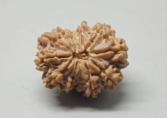 Buy 12 Mukhi Rudraksha Nepal Online