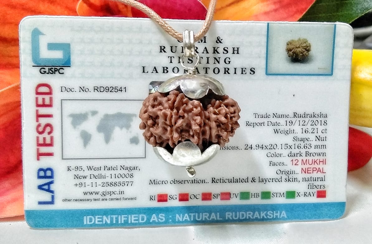 12 Mukhi Rudraksha Nepal Online