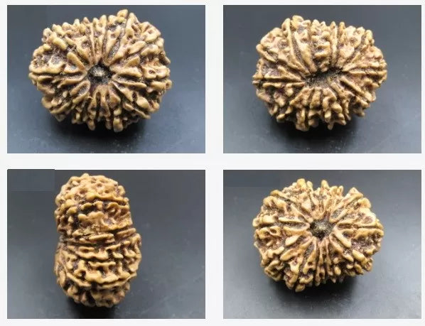 13 Mukhi Rudraksha Nepal
