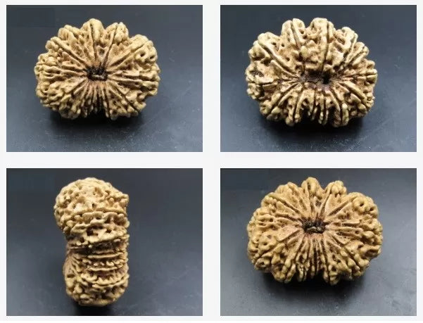 13 Mukhi Rudraksha Nepal Online