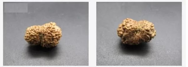 Online 13 Mukhi Rudraksha Indonesia
