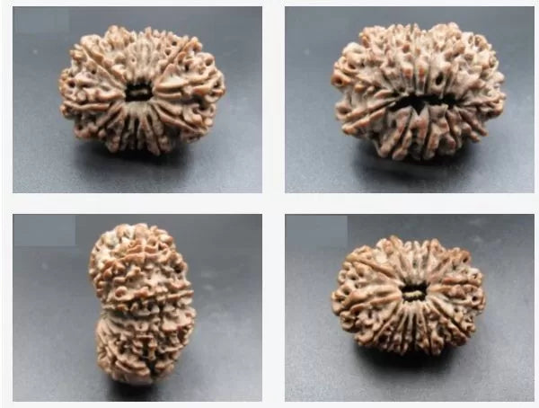 Buy Certified 13 Mukhi Rudraksha Beads