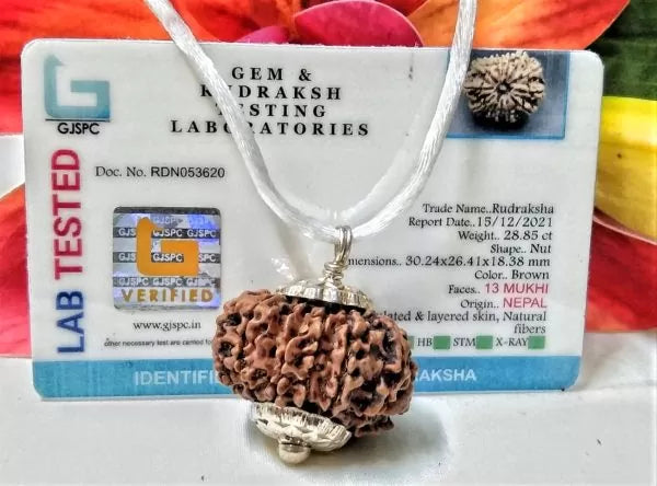 13 Mukhi Rudraksha Beads