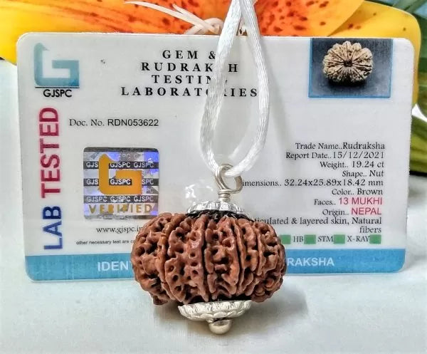 13 Mukhi Rudraksha Nepal 32 mm