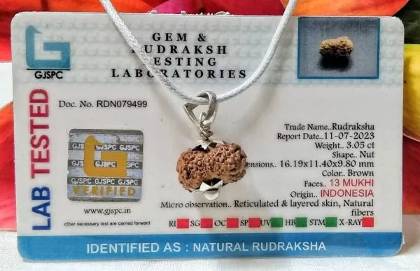 13 Mukhi Rudraksha Indonesia