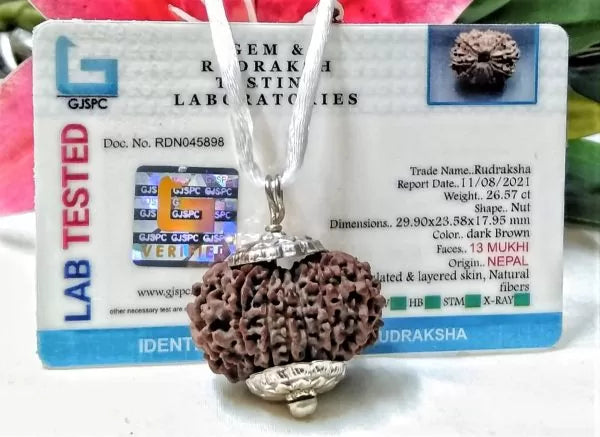 Buy Lab Certified 13 Mukhi Rudraksha Beads