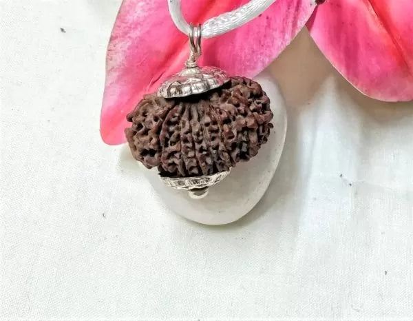 13 Mukhi Rudraksha Beads