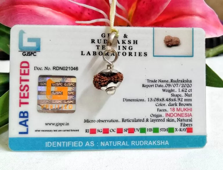 18 Mukhi Rudraksha Indonesia 13 mm