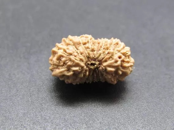 17 Mukhi Rudraksha Indonesia 13mm