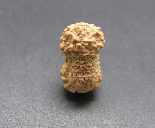 17 Mukhi Rudraksha Indonesia 13mm